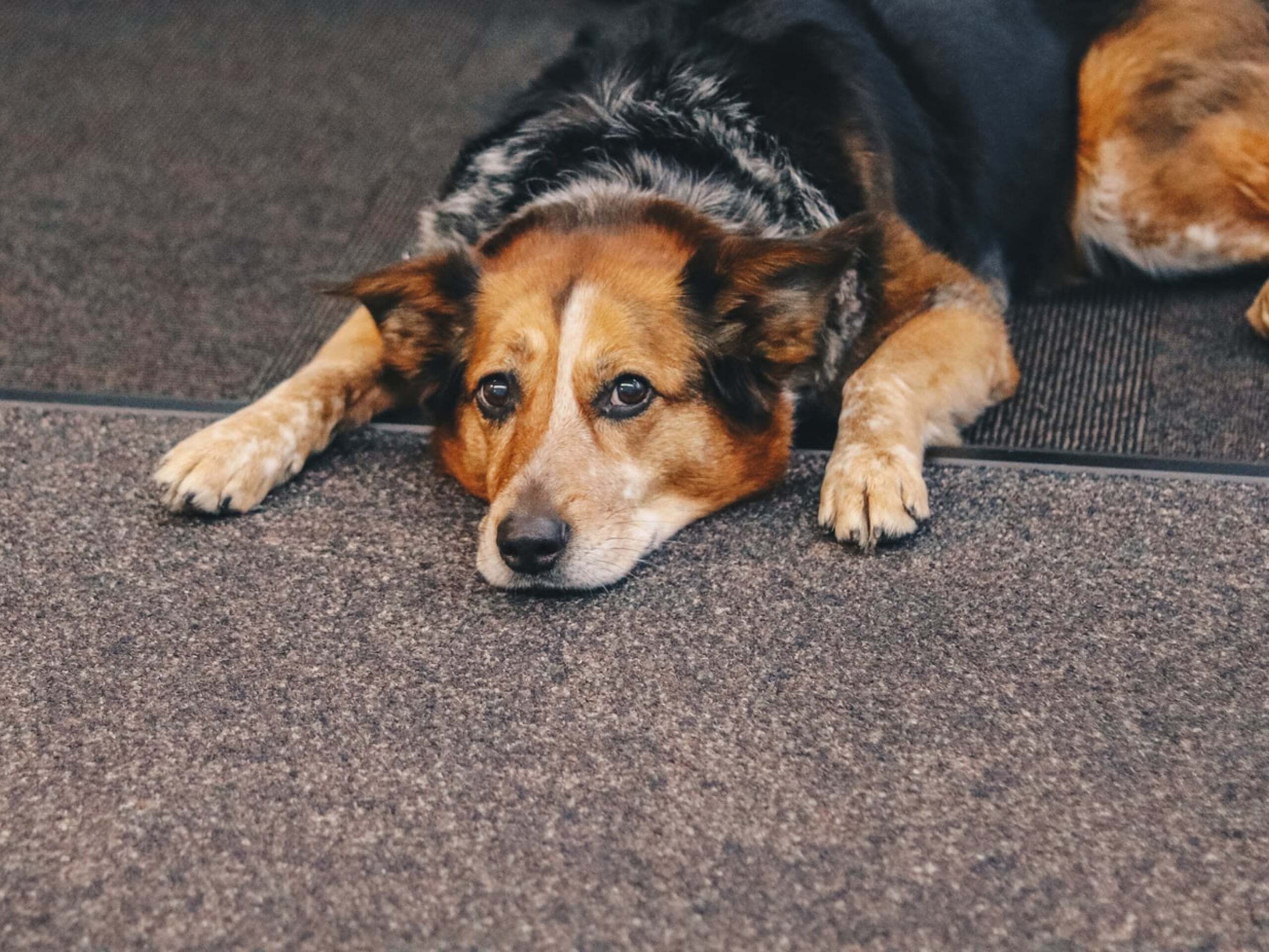 How Long Does It Take Meloxicam To Work In Dogs?